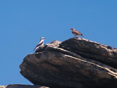 Το Life – Φύση καλύτερο πρόγραμμμα για την προστασία των πουλιών